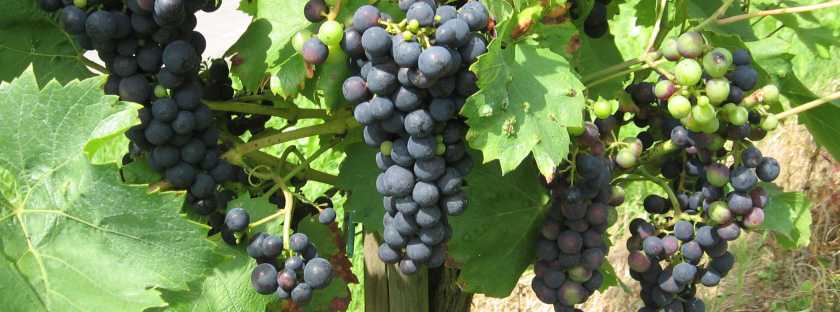 Georgischer Wein: Anbau, Kwewri, Rebsorten in Georgien