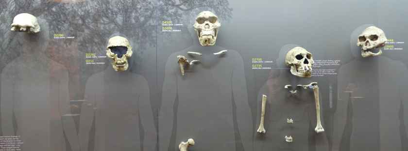 Funde des Homo Erectus in Dmanissi - Nationales Museum in Tbilissi - Archäologische Funde in Georgien